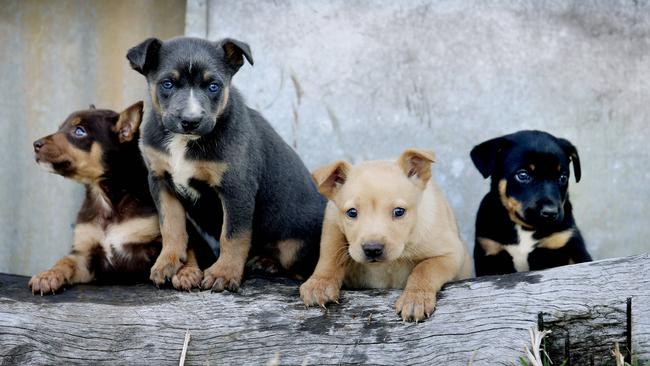 Not all websites tell the truth about worming, vaccinating and microchipping puppies. Picture: Tara Croser