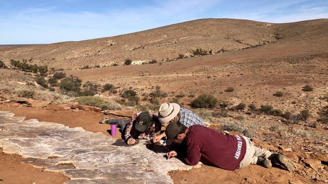 Fossils that provide a snapshot of life on earth 500 million years ago can be found at Nilpena Station. Picture: Sarah Nicholson