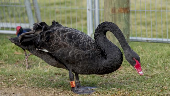 Max the swan at Black Swan Lake in Bundall. Picture: Jerad Williams