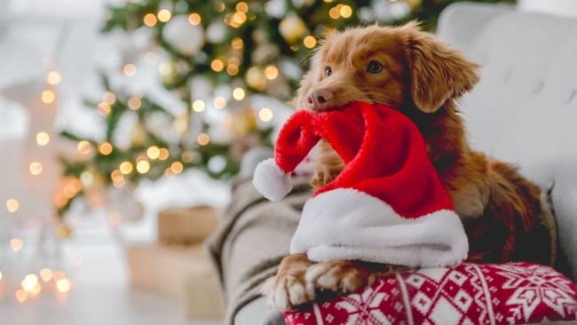 If you want to spoil your fur baby this Christmas, look for treats that have single-source proteins like chicken, lamb, or salmon. Source: iStock