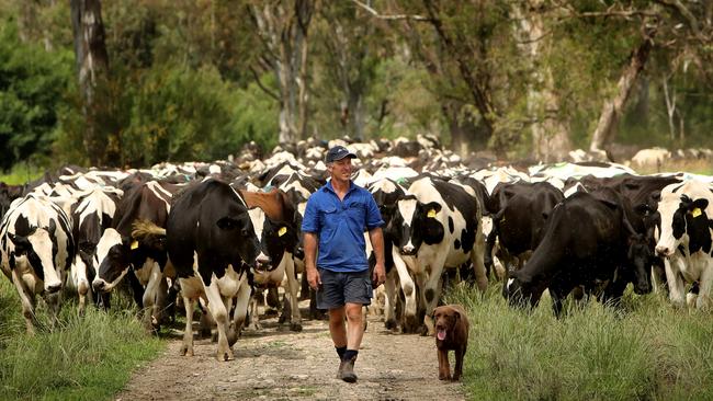 Dairy farmer Stuart Crossthwaite, with some of his herd in the Kiewa Valley. Picture: Stuart McEvoy/The Australian