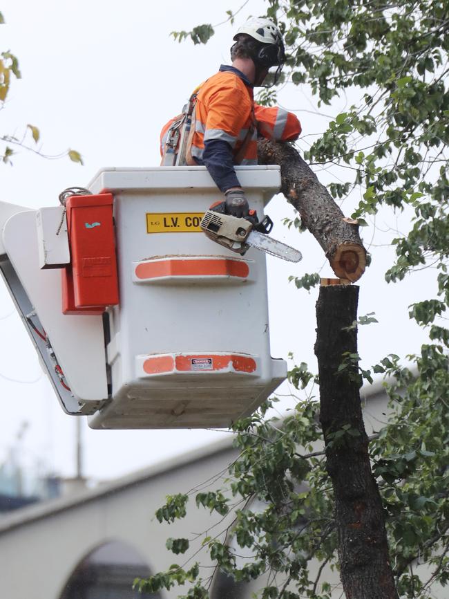 Two trees will be planted for every one removed on the street. Picture: Alex Coppel.