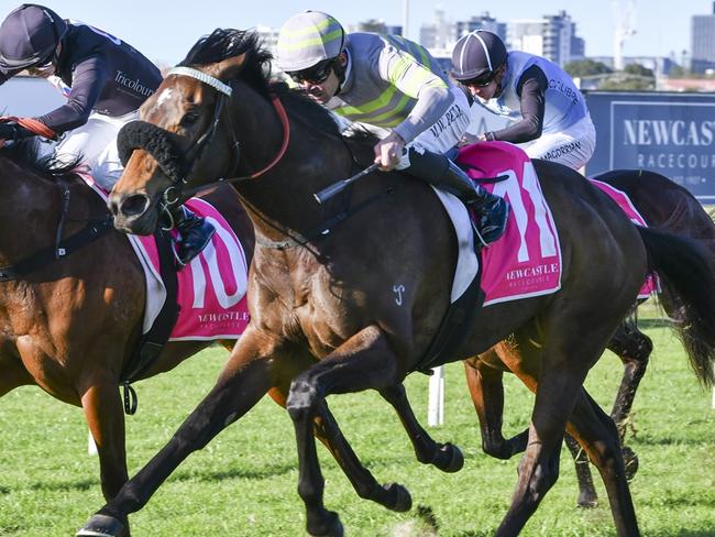 Manhattan's can return to the winners circle when she drops back to provincal grade at Newcastle. Picture: Bradley Photos