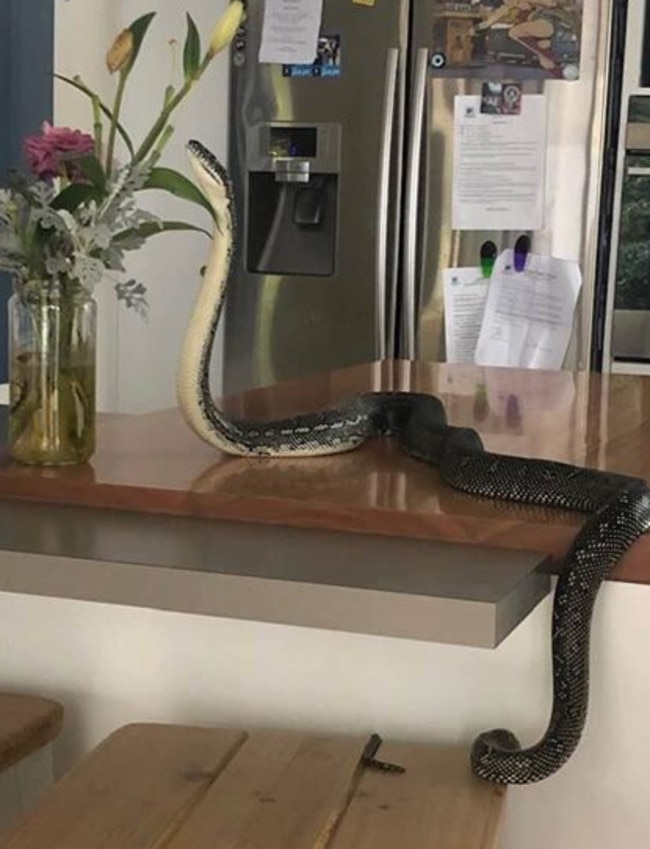 The snake “smelling” flowers on the kitchen bench.