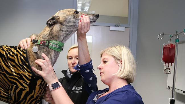 Tiger the greyhound earning her stripes to become a donor to the University Veterinary Teaching Hospital’s canine blood bank. Pic: AAP Image/Danny Aarons