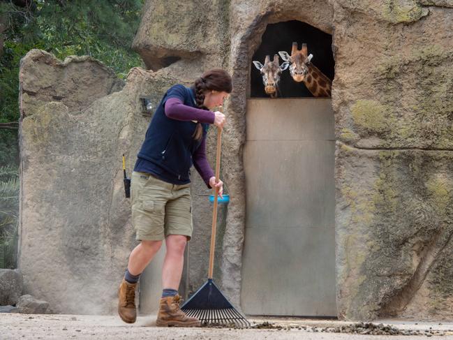 Georgie Greig cleans the giraffe enclosure as Mukulu and Twiga look on. Picture: Jason Edwards