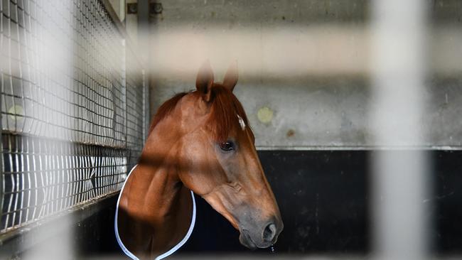 Controversy was stirred this week after a commentator used the phrase “grew here not flew here” to describe Melbourne Cup winner Vow And Declare. Picture: AAP/Vince Caligiuri