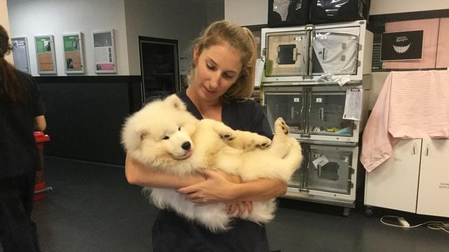 The two puppies are now safe in foster care. Picture: RSPCA Queensland