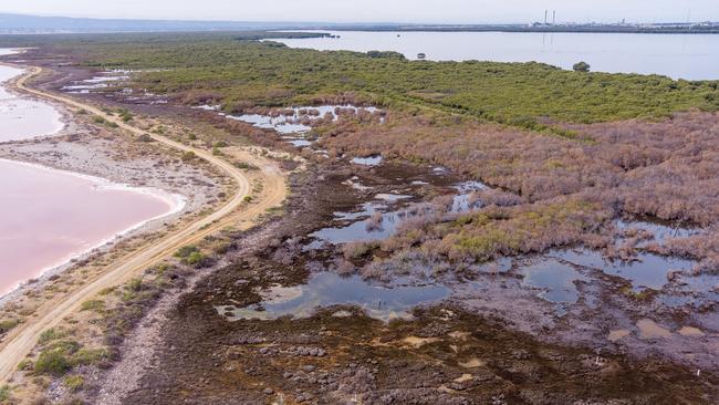 The St Kilda mangroves in South Australia are dying off. Picture: Alex Mausolf