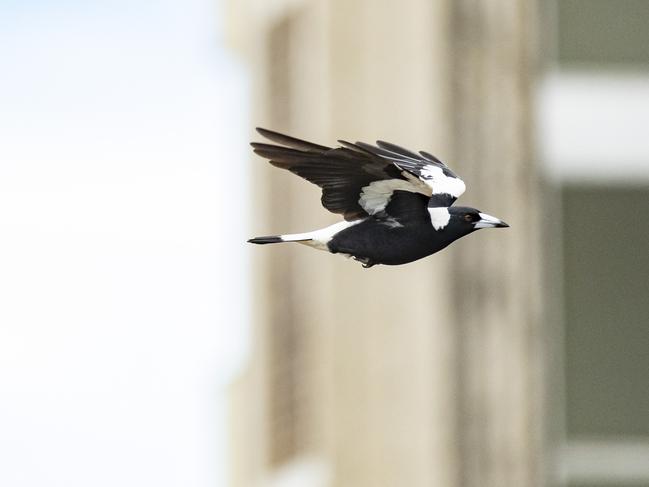 Sandford Street in St Lucia is under attack from aggressive magpie, pictured here mid-flight. Picture: Richard Walker