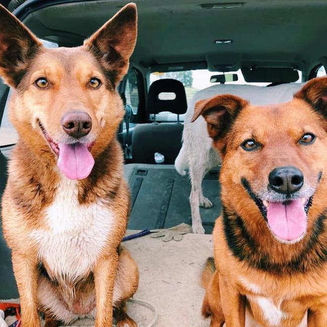 Tassie's Pawfect Pairs | Audrey Jackson: Sadie & Ted