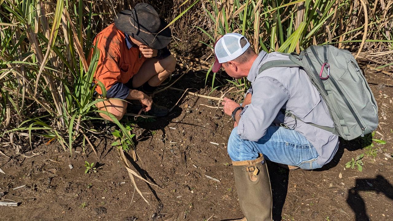 Fire ant experts inspect a nest at the Sunshine Coast. Picture: Contributed