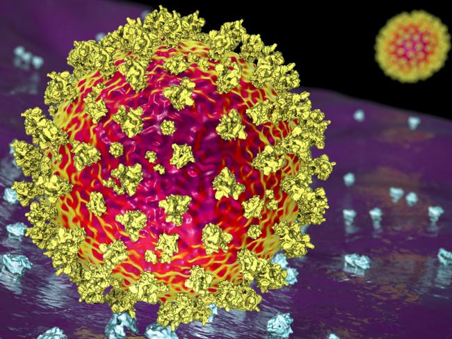 SARS-CoV-2 virus binding to ACE2 receptors on a human cell, the initial stage of COVID-19 infection, scientifically accurate 3D illustration