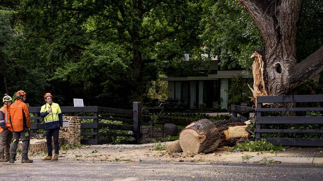 The scene last month at Mt Barker Road, Stirling, after a tree fell on motorist Judy Ditter. Picture: Mike Burton