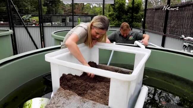 Conservation Ark celebrates the first-ever egg laying of Manning River Turtles