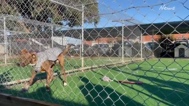 Ballarat Animal Shelter