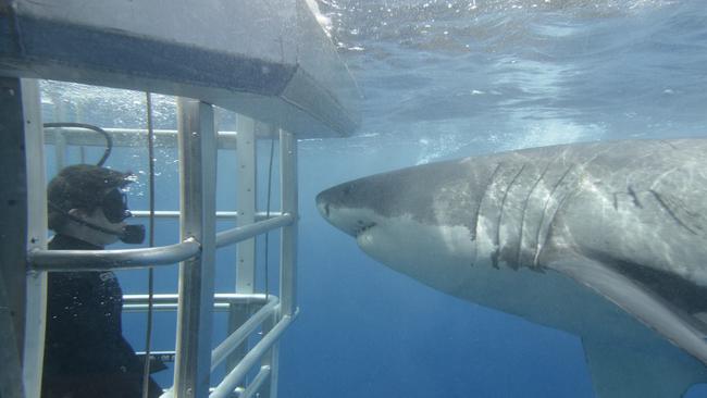 Don’t be frightened, puny human – I come in peace. The view from the cage with Adventure Bay Charters. Pictured: SA Tourism Commission