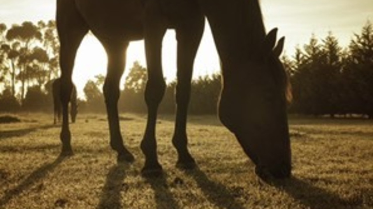 Agriculture Victoria are investigating after the death of ten horses since the beginning of the month. Picture: Supplied Agriculture Victoria