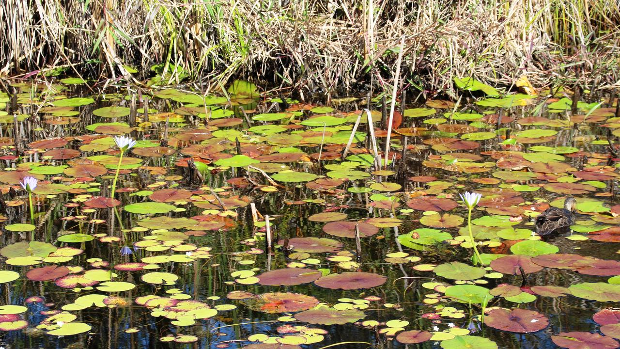 Wallum Lagoon at the resort.  Fraser Island. Picture: Shirley Sinclair