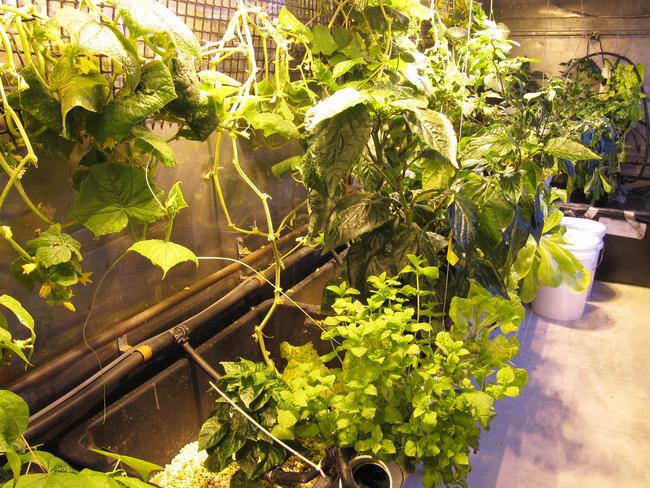 The hydroponic room at Casey research station Picture: Alison Dean /Australian Antarctic Division​