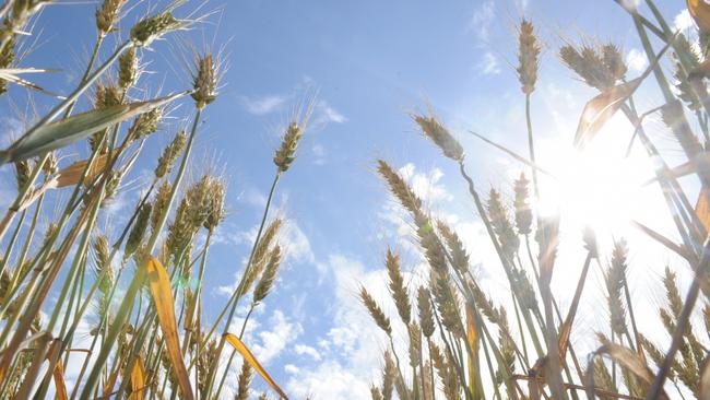 23/10/2009 NEWS: General primary production on Yorke Peninsula, South Australia. Farming wheat crop near Ardrossan. View from ground of wheat crop and blue sky.