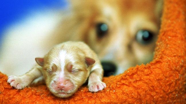 8/5/2000:  House of Animal Horrors-The number of animals confiscated from a house in the City of Moonee Valley has now risen from 50 dogs to 54 after the birth of 4 pups to this Pomeranian Cross at the Lost the Lost Dogs Home in Nth Melbourne.  / pets / dogs