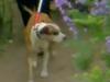Big question over fate of killer dogs