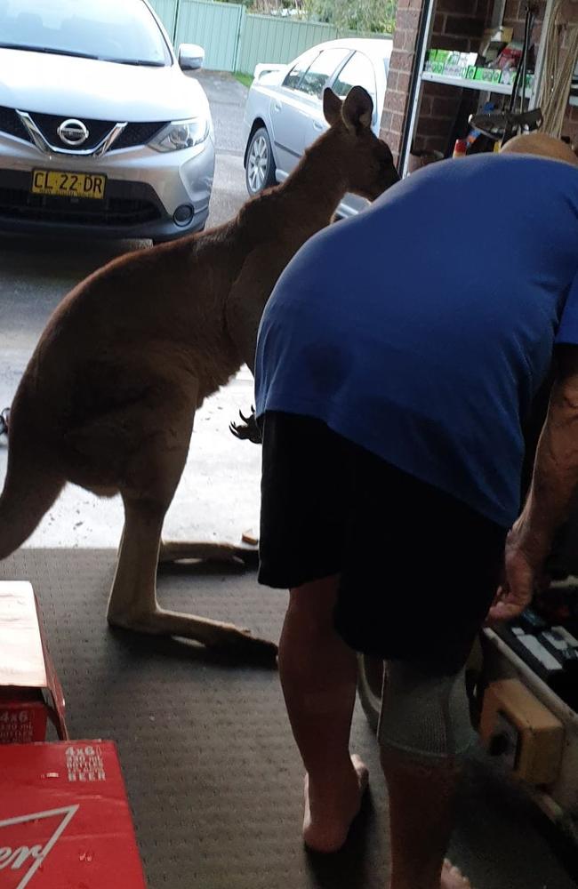 ‘He’s back’ posted Arthur Williams showing the kangaroo in his garage. Picture: Facebook