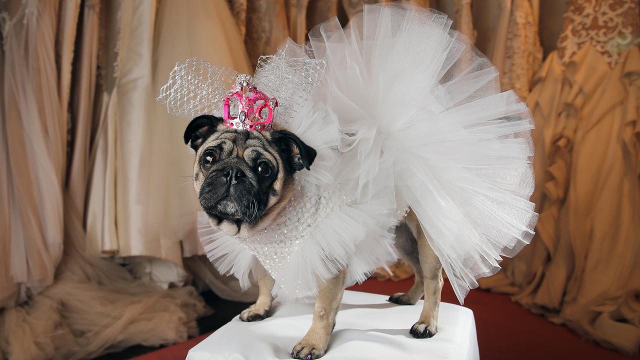 Dresses for clearance pugs