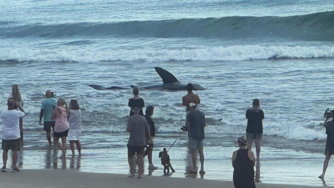 The shark is believed to be about four metres long. Picture: Facebook