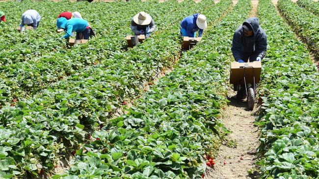 There are plenty of farm labourer jobs going in the Moreton Bay region.