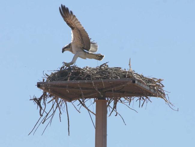 Barrow Island the place Chevron doesn t want anyone to see news