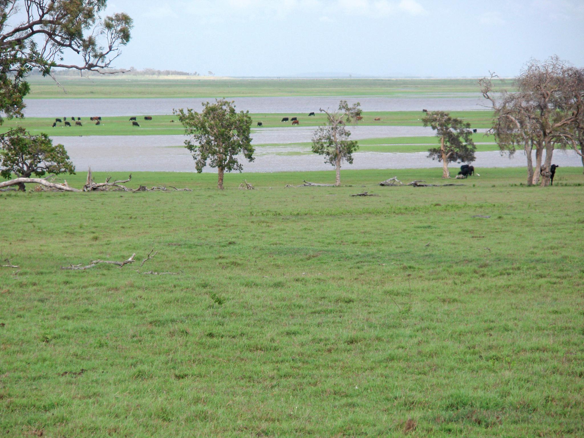 The 'fattening' part of the Geddes' property on the marine plains at \"Couti-Outi\". Picture: contributed