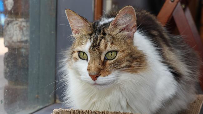 John Snow the Rosebud cat. Picture: Brendan Beckett