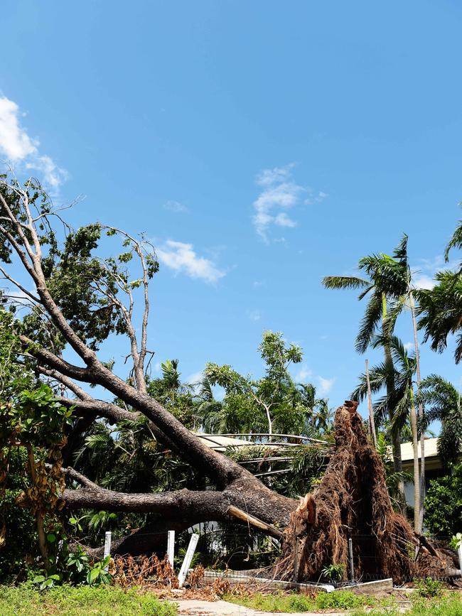 An African mahogany tree felled in cyclone Marcus. Picture: Keri Megelus