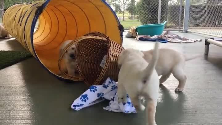 New litter of Guide Dog Puppies