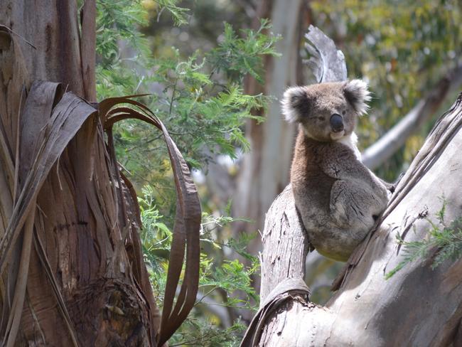 The Macedon Ranges is famous for its native forests and wildlife.