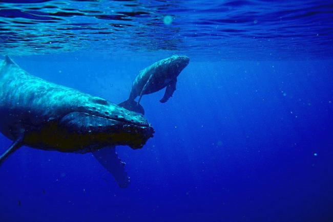 SHARK NETS REMOVED: The annual northerly whale migration signals winter is on the way. Picture: Supplied