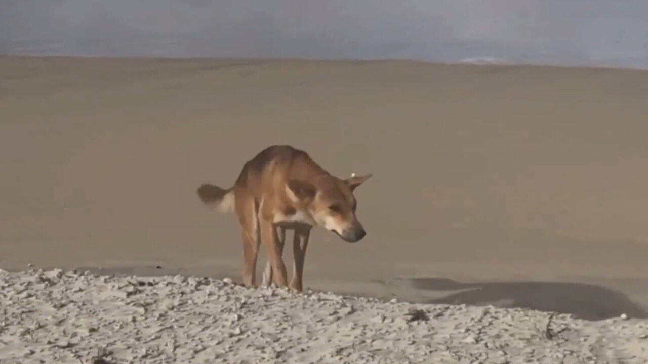 Australia warns of dingo attacks after tourist's bum bitten