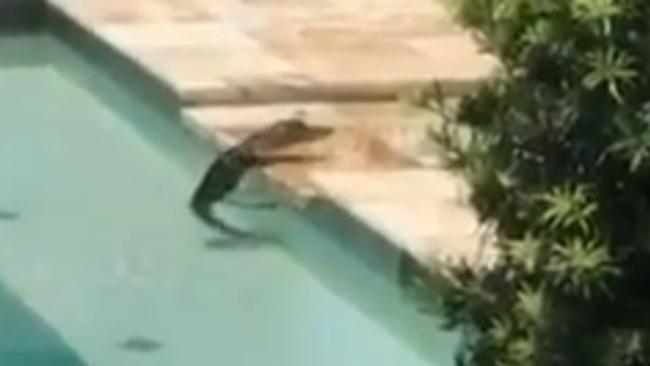 Alligator Cools Down in Florida Heat by Taking a Dip in Family's Pool