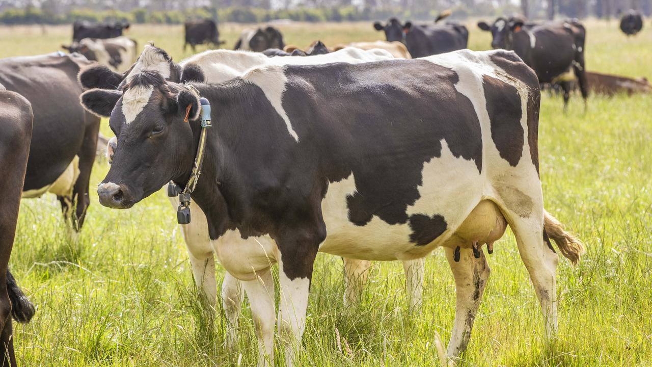 Gippsland top of the pops in dairy property
