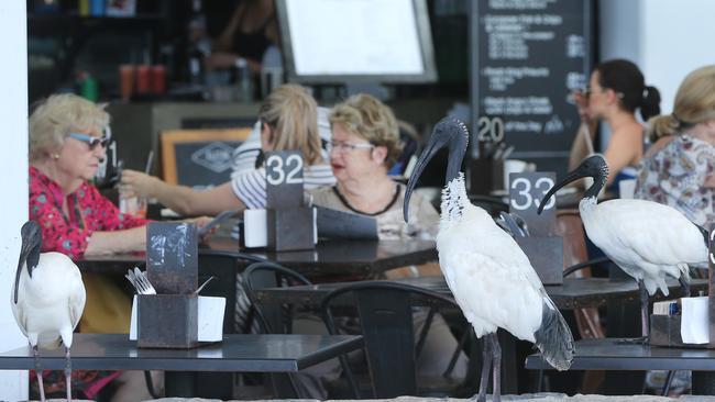 Is this the new natural habitat e Surfers Paradise Beachfront. Picture Glenn Hampson