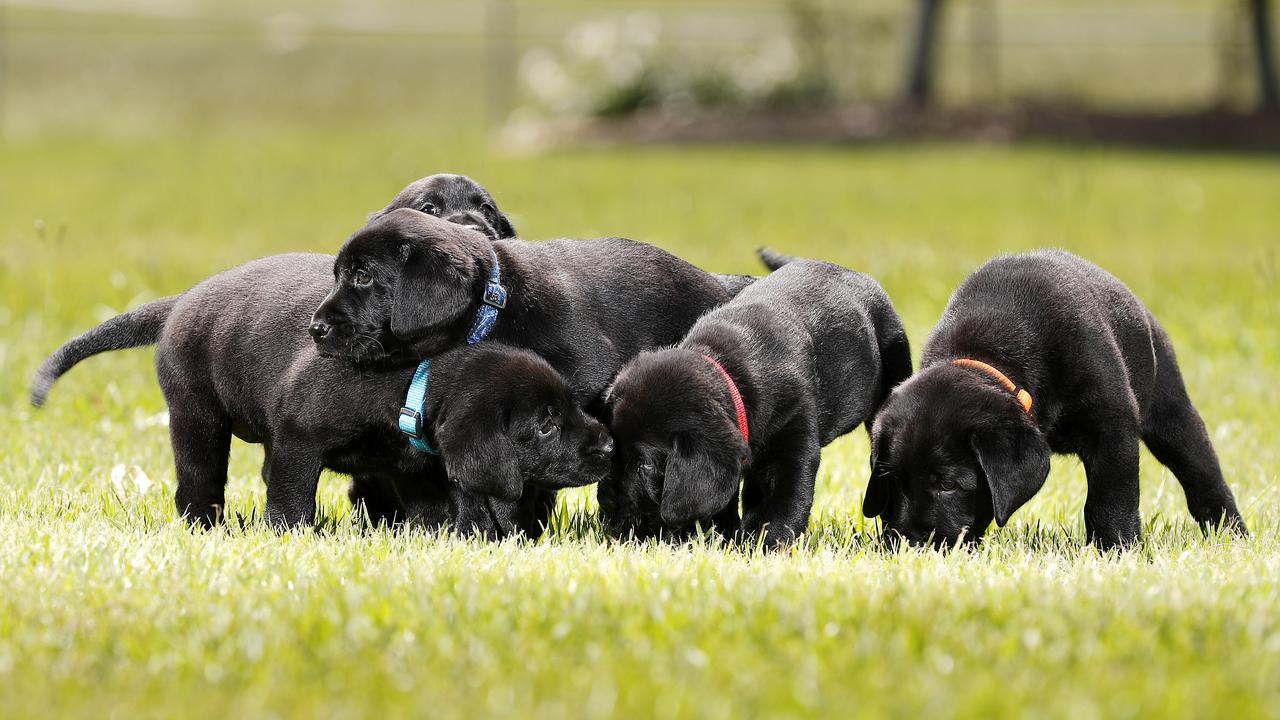 The full litter: Molly, Missy, Meeka, Maple, and Milo are due to be placed with their raisers at eight weeks old. Picture: Josh Woning