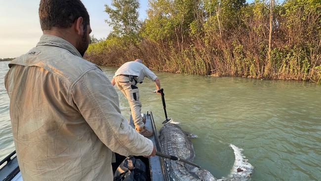 Rangers run a metal detector over a dead croc on the Norman River to determine if the animal was illegally shot. Picture: DES