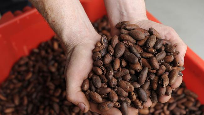 Cacao beans at Zokoko.