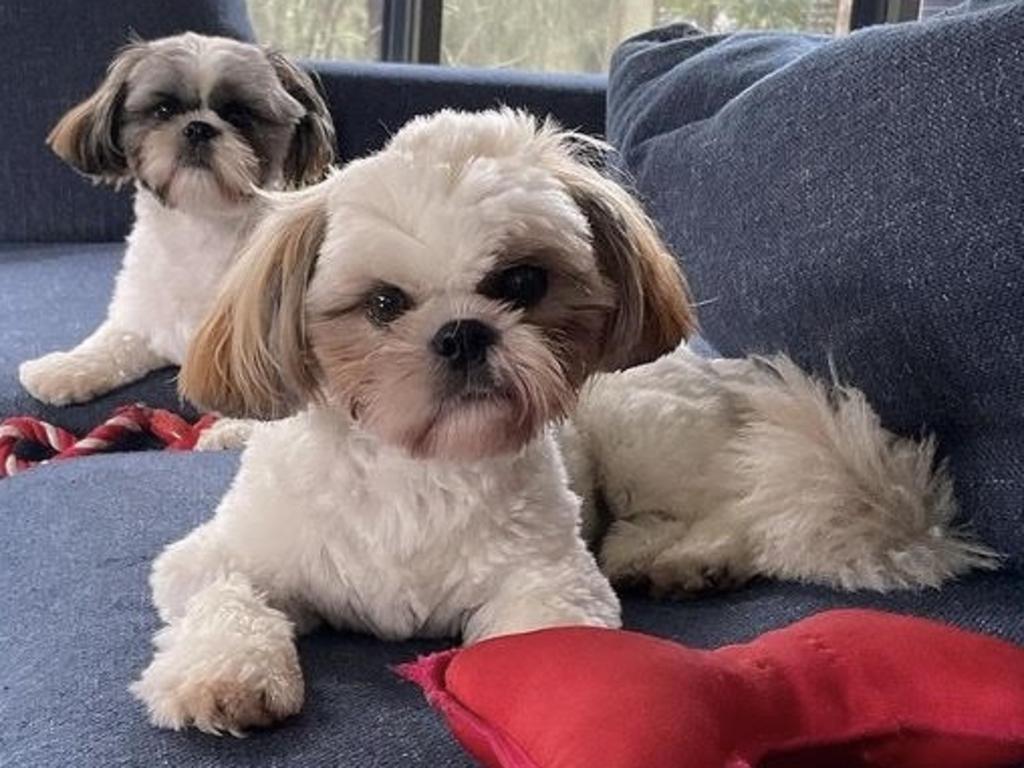 Hamilton the shih tzu (front) back at home with his brother Max after a Covid-19 scare. Picture: Instagram/Southern Cross Vet