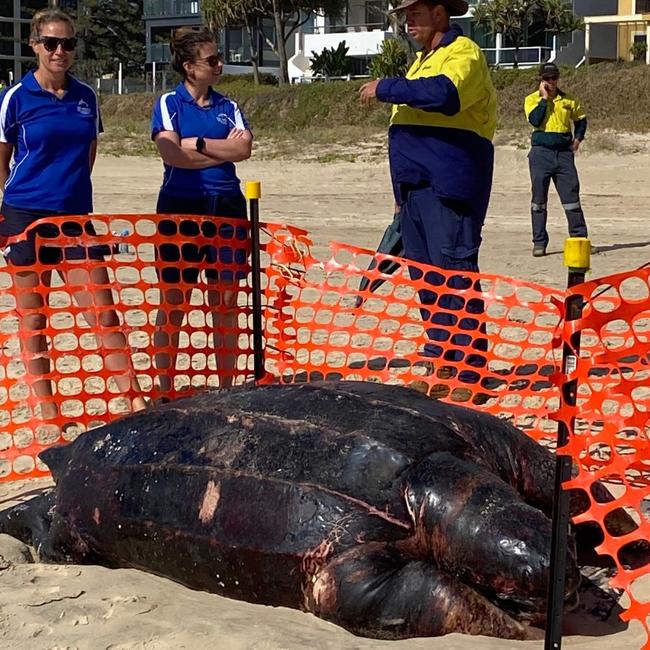 A huge leatherback turtle that washed-up dead at Mermaid Beach. Picture Narelle Bouveng