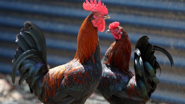 An Adelaide Hills woman has gone to court to keep her roosters. File picture