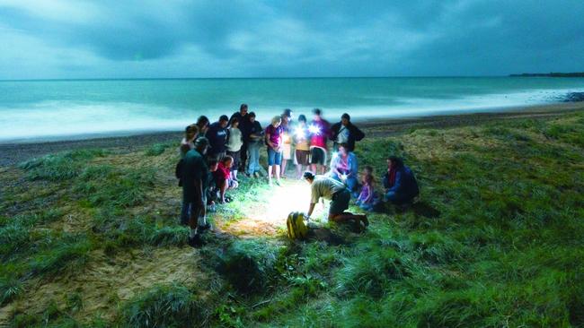 Tourists watch a turtle lay eggs at Mon Repos, Queensland. Picture: Darren Jew