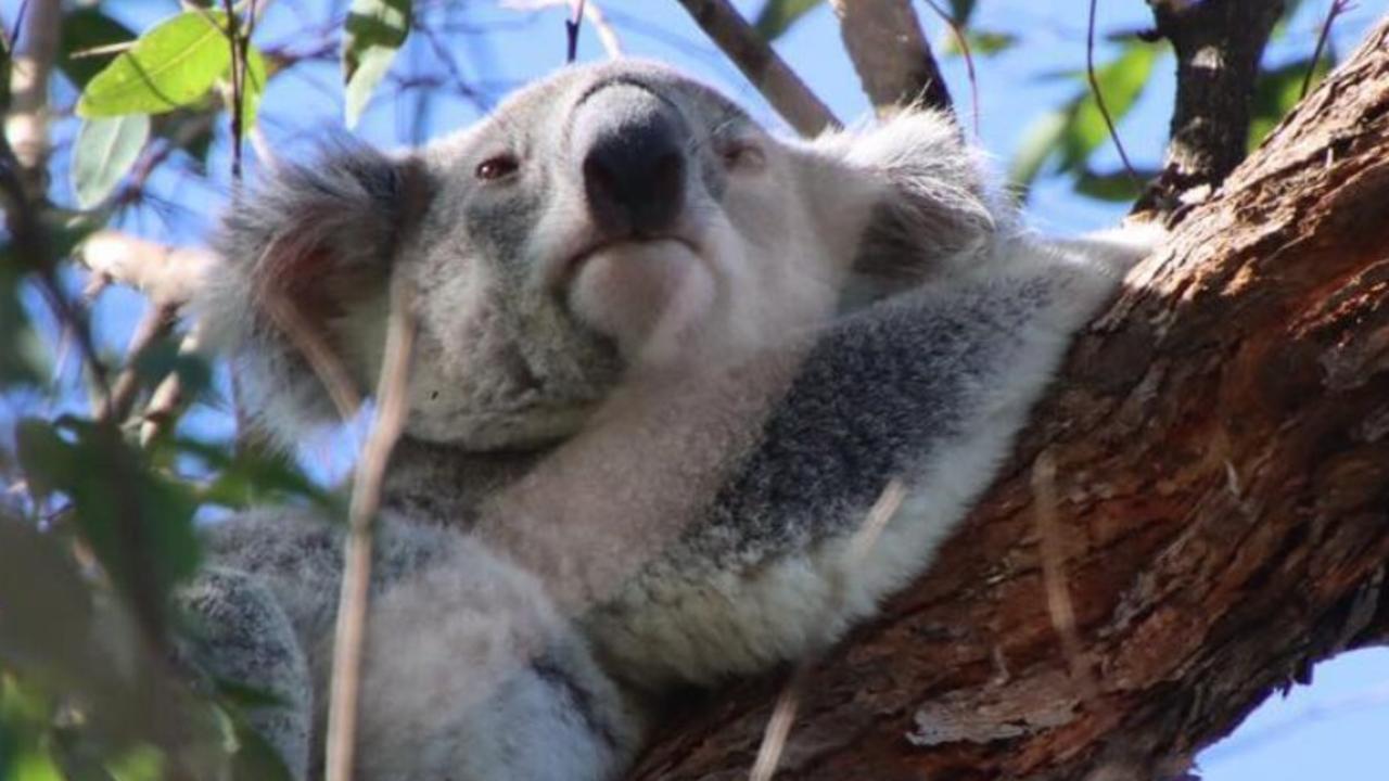 Koala road deaths Gold Coast: new virtual fencing technology